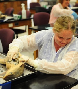 A blind student reaches into the belly of a partially dissected dogfish shark.